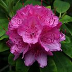 Rhododendron - Blüte