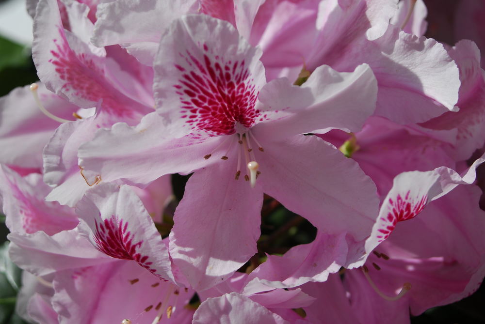 Rhododendron-Blüte