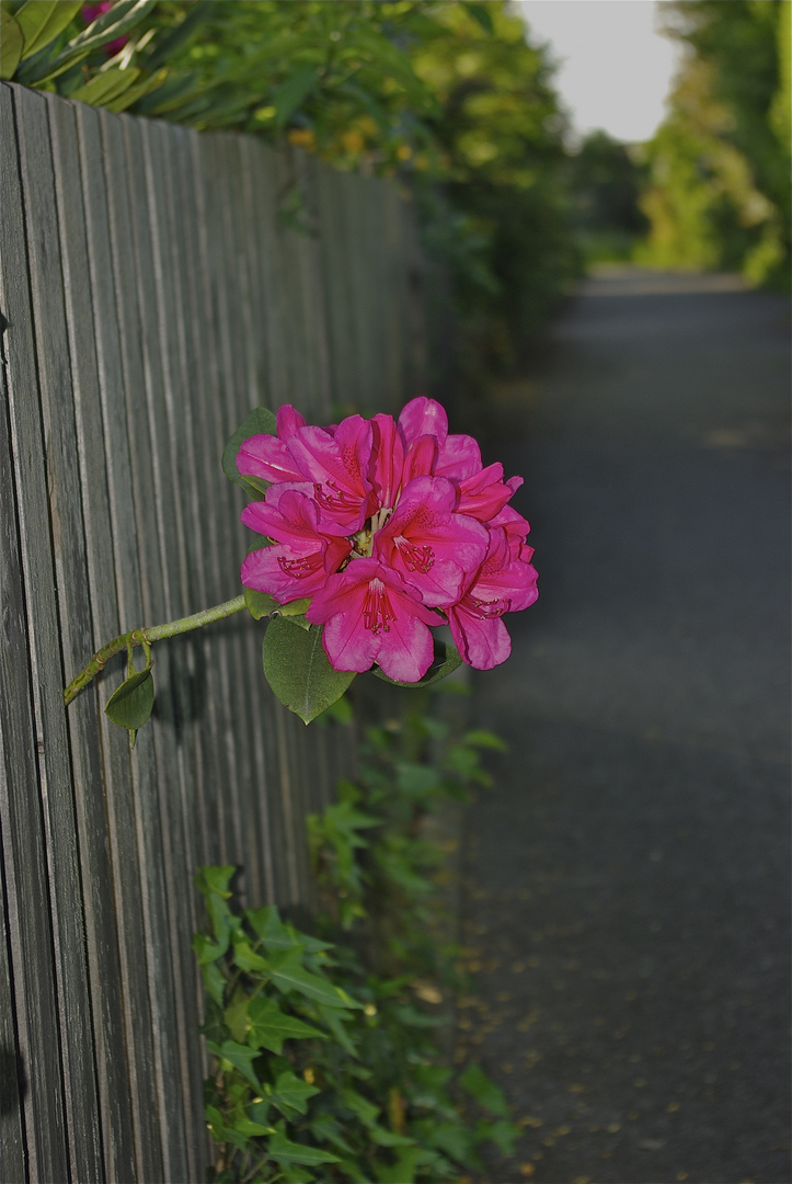 Rhododendron - Blüte am Zaun