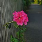 Rhododendron - Blüte am Zaun