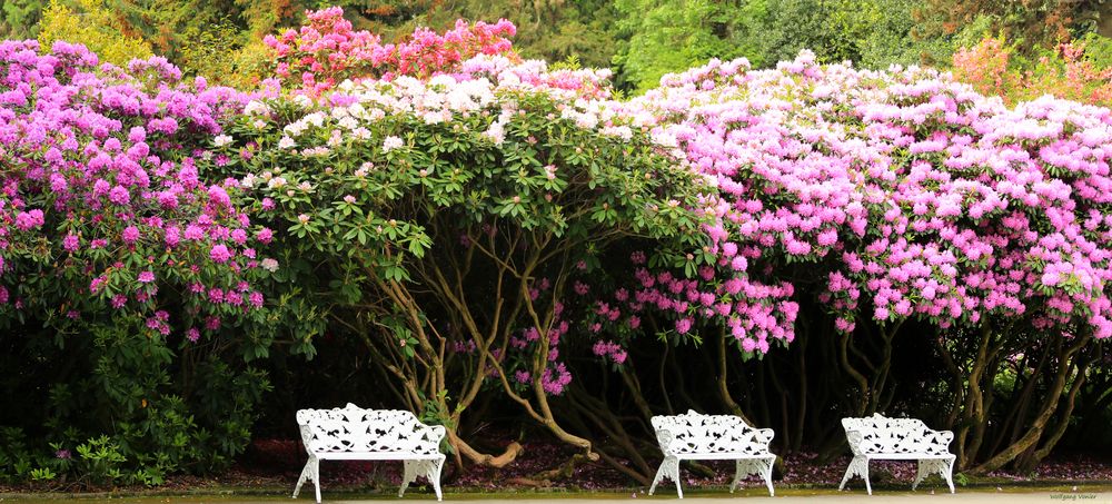 Rhododendron Blüte auf der Insel Mainau