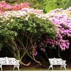 Rhododendron Blüte auf der Insel Mainau