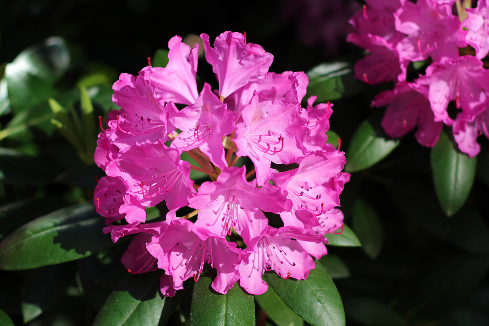 Rhododendron Blüte