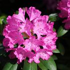 Rhododendron Blüte