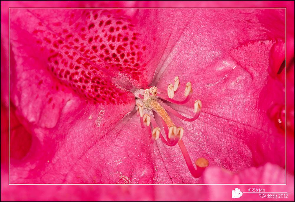 Rhododendron-Blüte