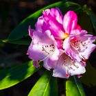 Rhododendron-Blüte ... 