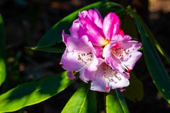 Rhododendron-Blüte ... 