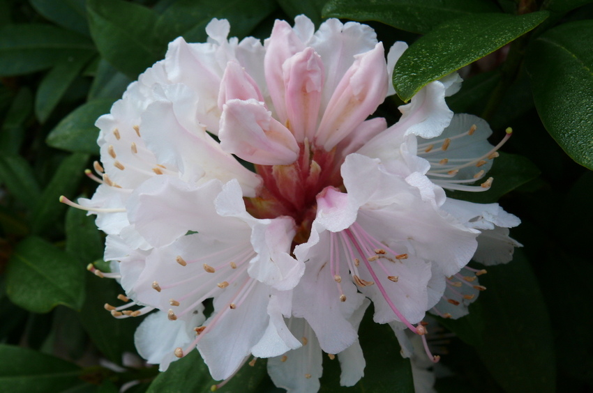 Rhododendron Blüte