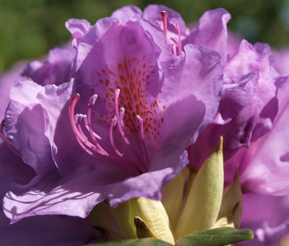 Rhododendron-Blüte