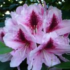 Rhododendron-Blüte