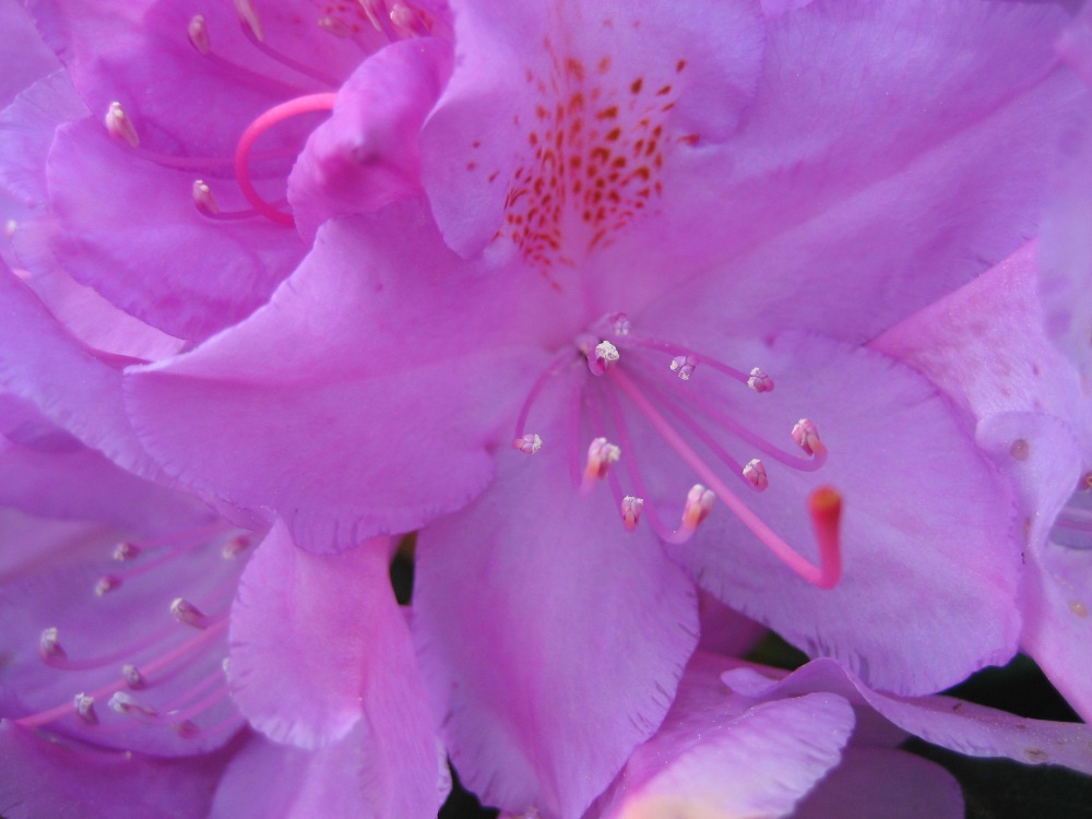 Rhododendron-Blüte