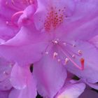 Rhododendron-Blüte