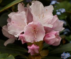 Rhododendron-Blüte