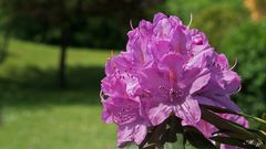 Rhododendron Blüte 