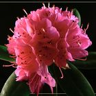 "Rhododendron" - Blüte