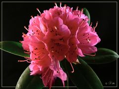 "Rhododendron" - Blüte