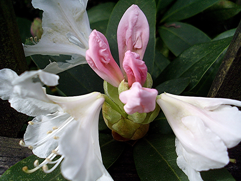 Rhododendron Blüte