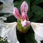 Rhododendron Blüte