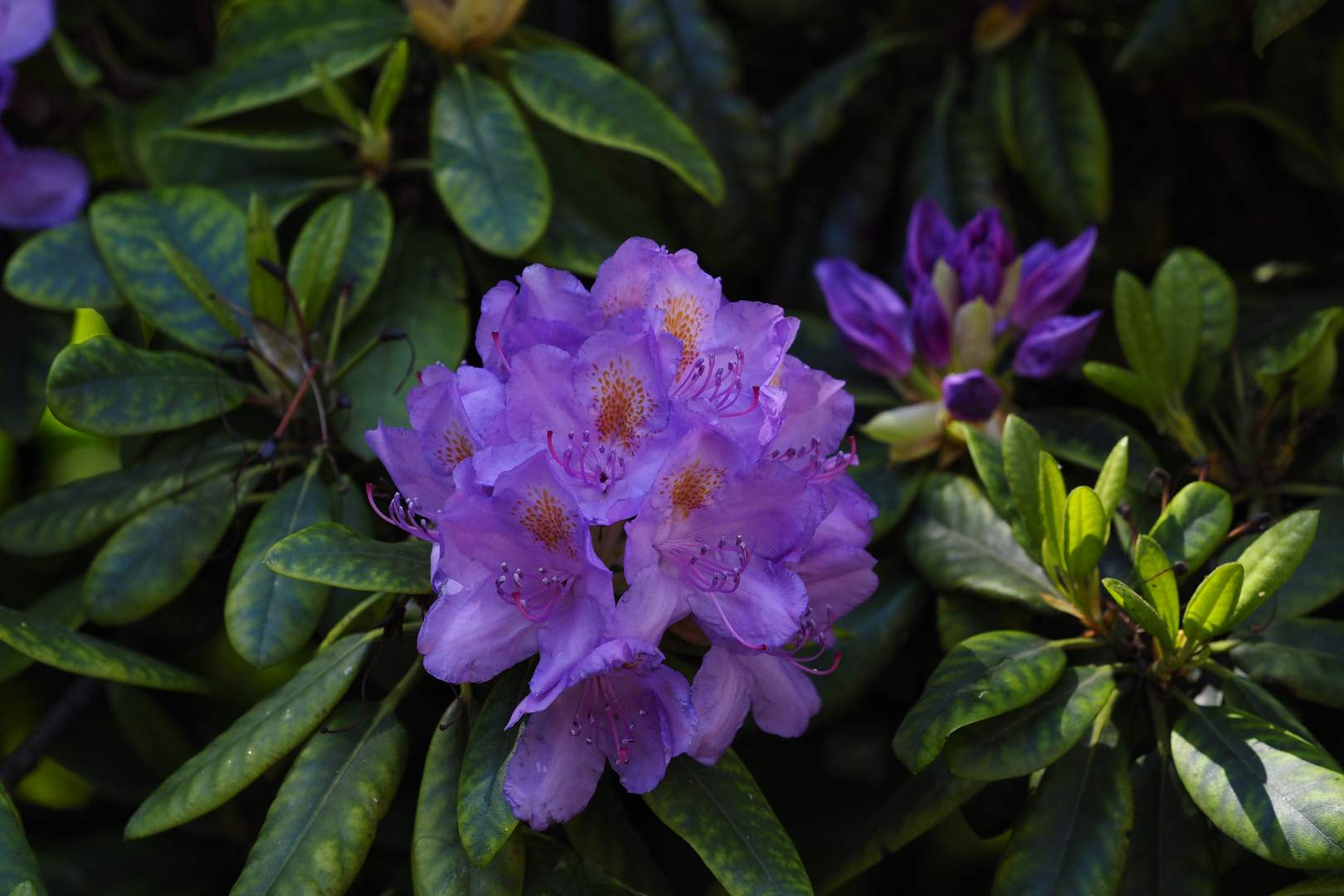 Rhododendron Blüte gut