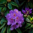 Rhododendron Blüte gut