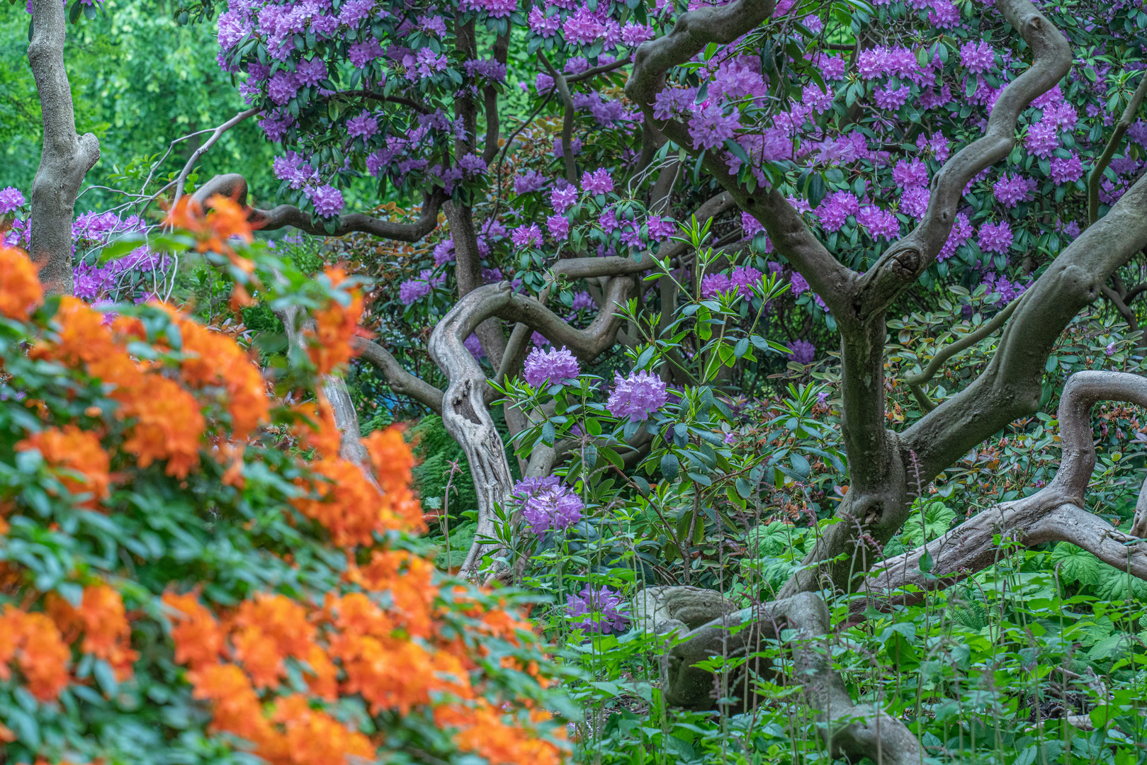 Rhododendron-Blüte I