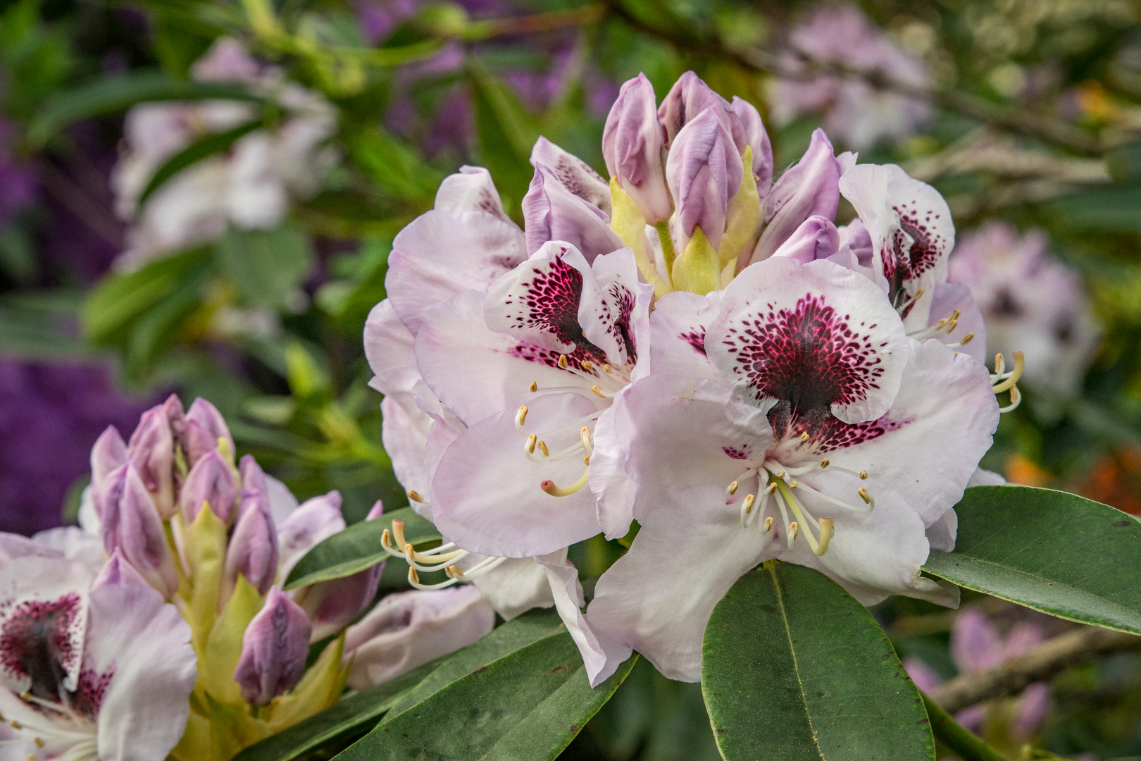 Rhododendron-Blüte I - Berggarten/Hannover