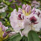 Rhododendron-Blüte I - Berggarten/Hannover