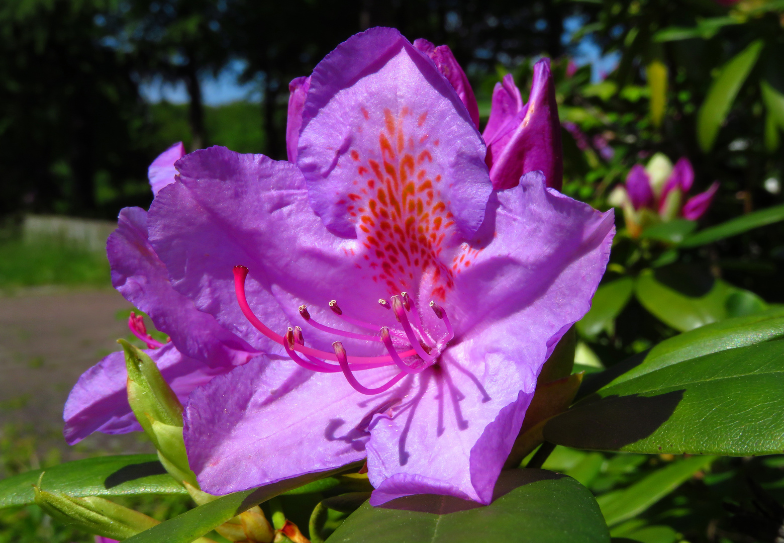 Rhododendron-Blüte in Bochum-Weitmar