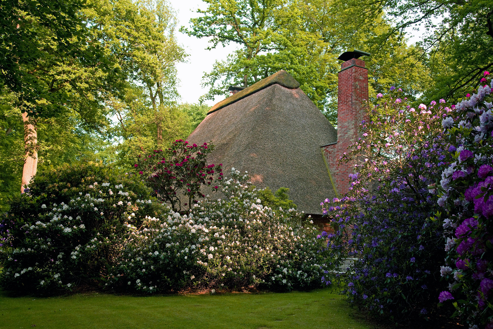 rhododendron-blüte in der lehnhofsiedlung