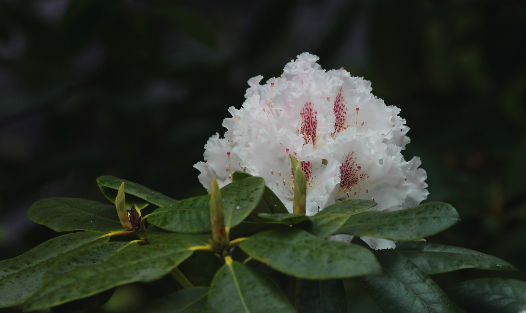 Rhododendron-Blüte - in RAW - ... 