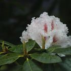 Rhododendron-Blüte - in RAW - ... 