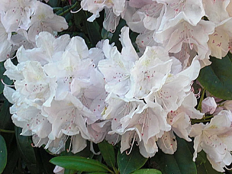 Rhododendron-Blüte (Insel Mainau)
