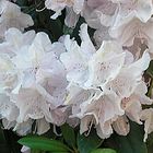 Rhododendron-Blüte (Insel Mainau)