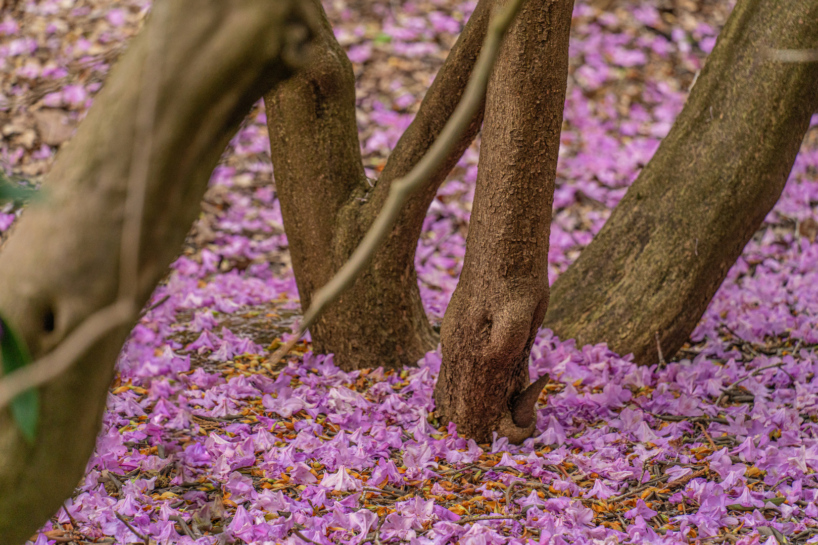 Rhododendron-Blüte IV