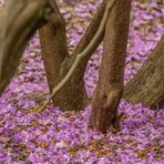 Rhododendron-Blüte IV