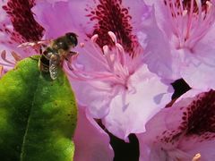 Rhododendron Blüte mit Besuch