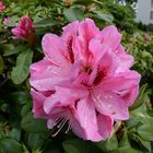 Rhododendron-Blüte mit Sigma-Fisheye 10mm