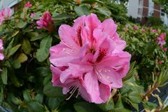 Rhododendron-Blüte mit Sigma-Fisheye 10mm