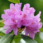 Rhododendron - Blüte nach Regen -1-