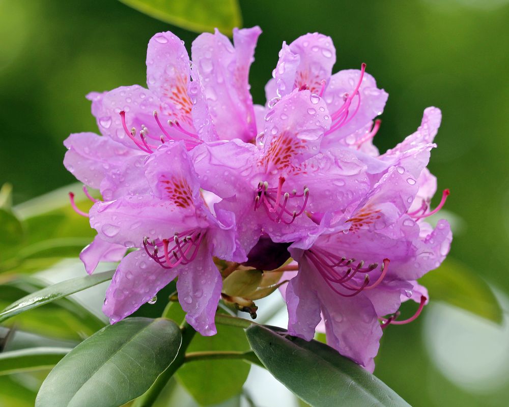 Rhododendron Blüte nach Regen 1 Foto & Bild bilder, fotos