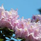 Rhododendron - Blüte nach Regen -2-