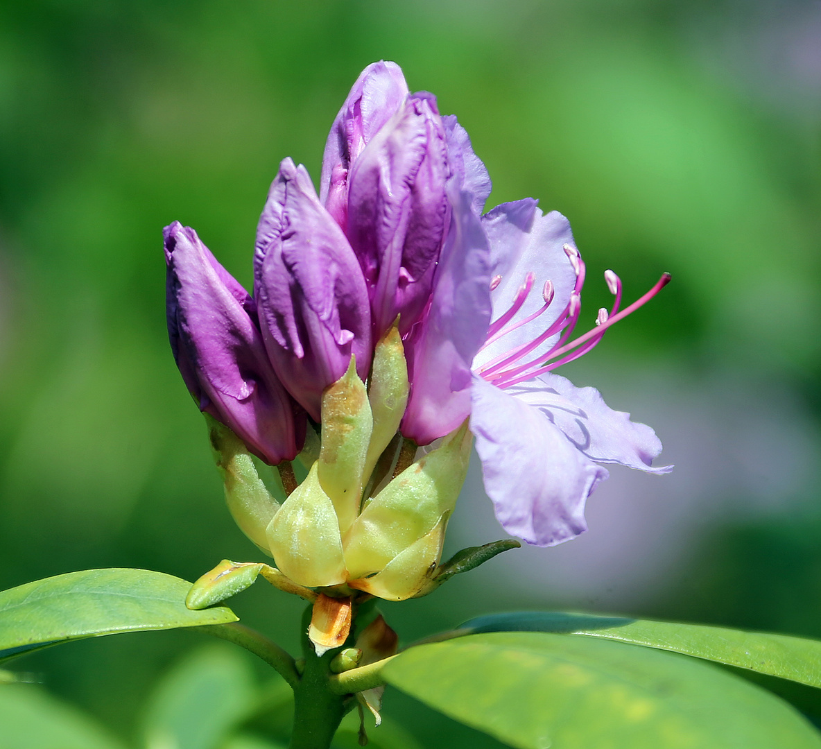 Rhododendron - Blüte nach Regen -3-