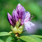 Rhododendron - Blüte nach Regen -3-