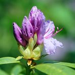 Rhododendron - Blüte nach Regen -3-