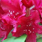 Rhododendron - Blüte nach Regen -4-