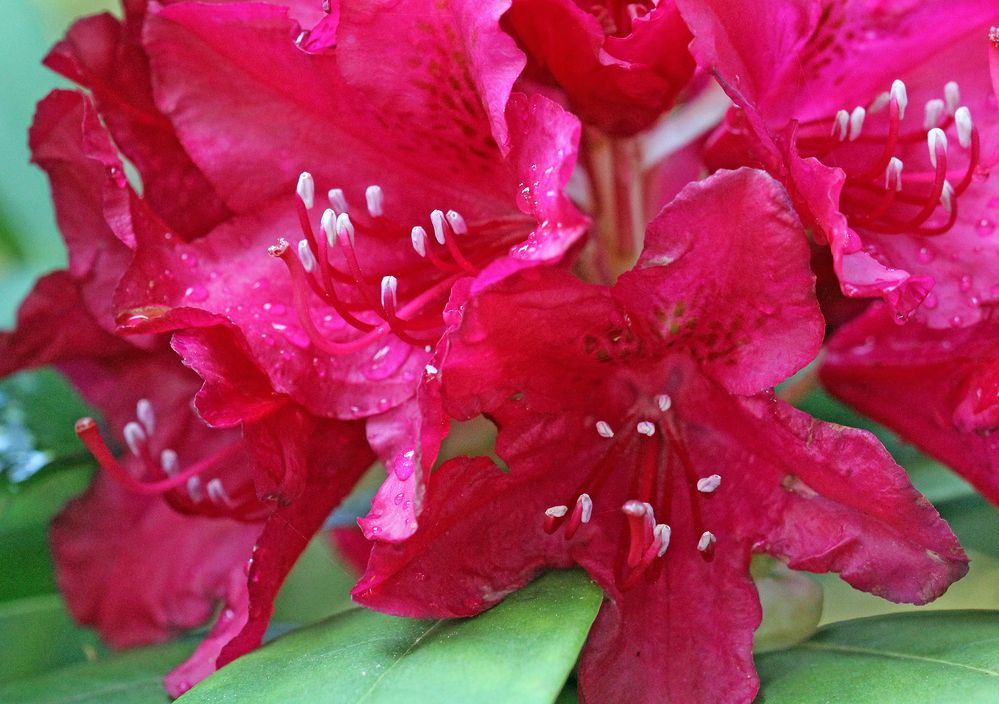 Rhododendron - Blüte nach Regen -4- Foto & Bild | fotos, outdoor, natur