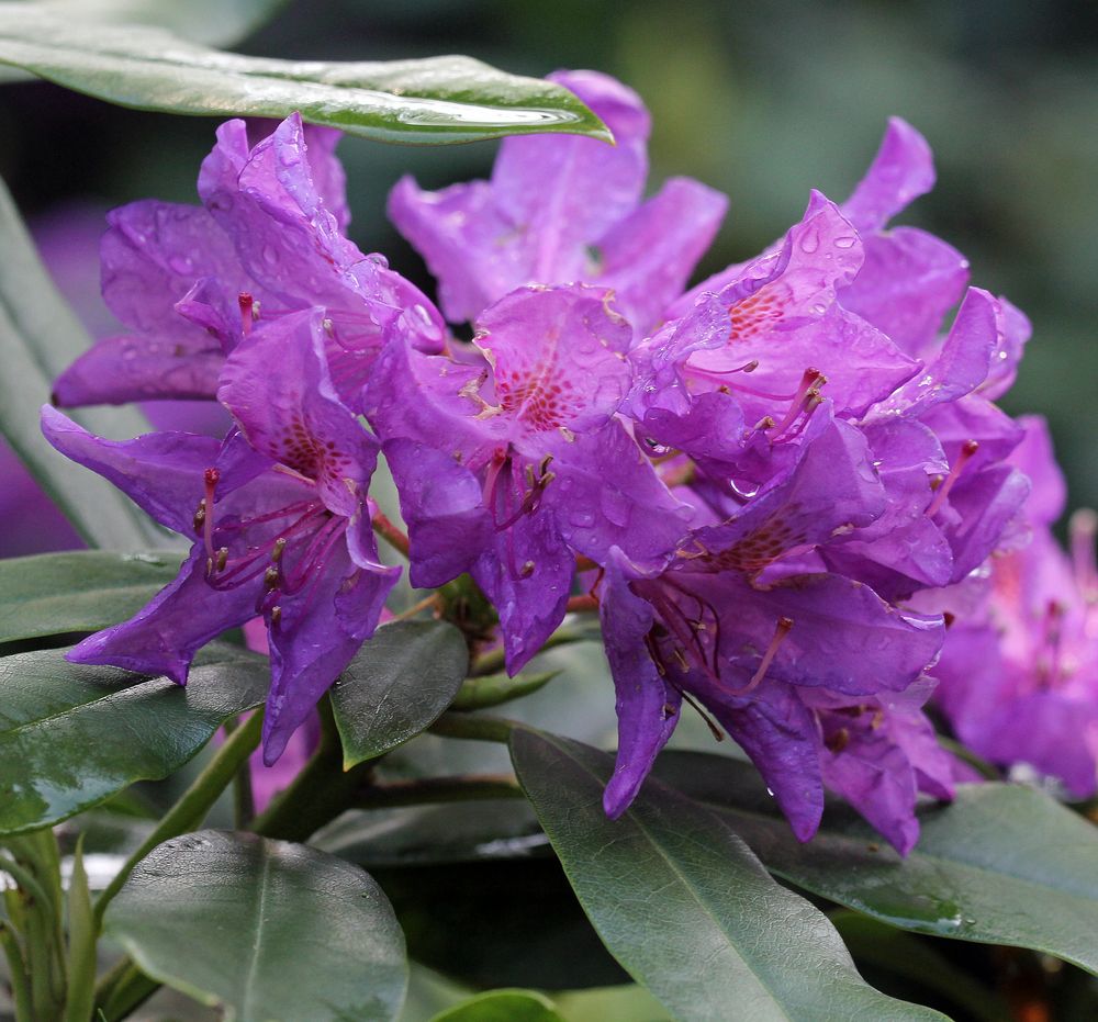 Rhododendron Blüte nach Regen 5 Foto & Bild fotos, outdoor, natur