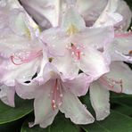 Rhododendron - Blüte nach Regen -6-