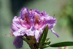 Rhododendron - Blüte nach Regen -7-