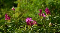 Rhododendron Blüte und Knospen